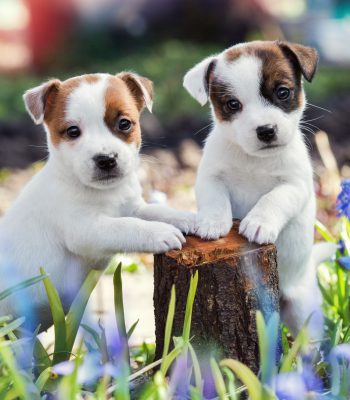 3332327-2560x1707-desktop-hd-jack-russell-terrier-background-photo